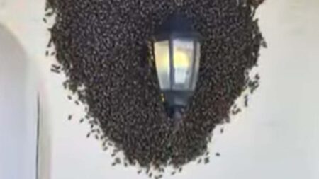 Read more about the article Thousands Of Bees Captured Swarming A Family’s Porch Light In Florida